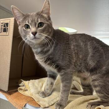 Ripley -  Domestic Short Hair Cat Available for Adoption in Las Cruces, New Mexico - Ripley | PetCurious