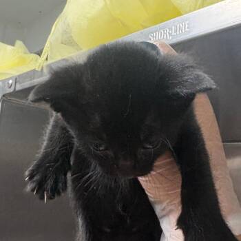 Benito -  Domestic Short Hair Cat for Adoption in Taos, New Mexico - Benito | PetCurious