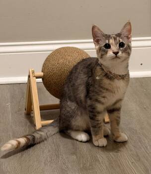 Domestic Short Hair Cats Available for Adoption - Journey | PetCurious