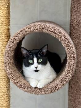 Rescue Domestic Short Hair Cats for Adoption in Ilderton, Ontario - TT | PetCurious