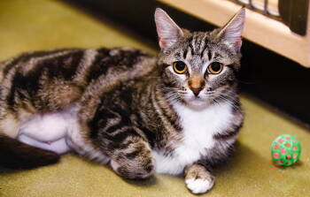 Rescue Domestic Short Hair Cats for Adoption in Seal Beach, California - Fiona | PetCurious