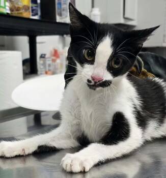 Feisty -  Domestic Short Hair Cat for Adoption in Hillsdale, Indiana - Feisty | PetCurious