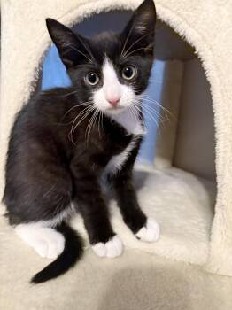 Domestic Short Hair Cats Available for Adoption in Lake Monroe, Florida - Fred | PetCurious