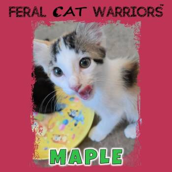 Maple -  Domestic Short Hair Cat for Adoption in Kingman, Arizona - Maple | PetCurious