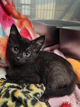 CORAL -  Domestic Short Hair Cat for Adoption in Clyde, North Carolina - CORAL | PetCurious