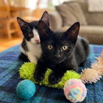 Moki 5151 -  Domestic Short Hair Cat for Adoption in Boca Raton, Florida - Moki 5151 | PetCurious