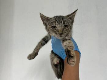 TRIS -  Domestic Short Hair Cat for Adoption in San Bernardino, California - TRIS | PetCurious