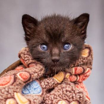 Dino From Seventeen -  Domestic Short Hair Cat for Adoption in Hattiesburg, Mississippi - Dino From Seventeen | PetCurious