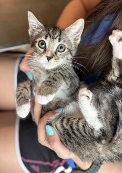 Carlito -  Tabby Cat for Adoption in Orlando, Florida - Carlito | PetCurious