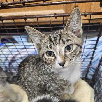 Preacher Tom -  Domestic Short Hair Cat for Adoption in Ridgely, Maryland - Preacher Tom | PetCurious