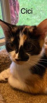 Cici -  Domestic Short Hair Cat for Adoption in Winter Garden, Florida - Cici | PetCurious