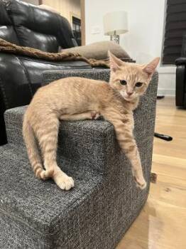 Hollister -  Domestic Short Hair Cat for Adoption in Mokena, Illinois - Hollister | PetCurious