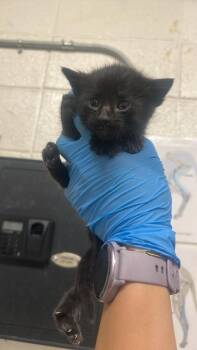 Thunk -  Domestic Short Hair Cat for Adoption in Fruit Heights, Utah - Thunk | PetCurious