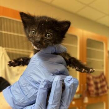 French Fries -  Domestic Short Hair Cat for Adoption in Murray, Utah - French Fries | PetCurious