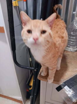 Rescue Domestic Short Hair Cats for Adoption in Thatcher, Arizona - Colby Jack | PetCurious