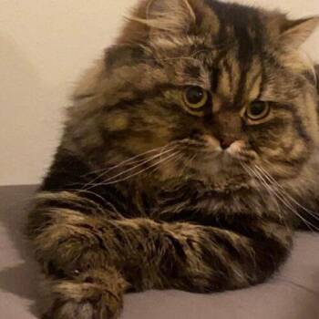 Domestic Long Hair Cats Available for Adoption in Toronto, Ontario - Romeo | PetCurious