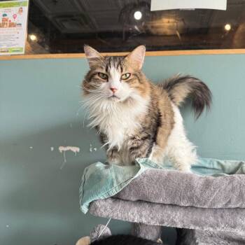 Domestic Long Hair Cats Available for Adoption in Chico, California - FLUFFY | PetCurious