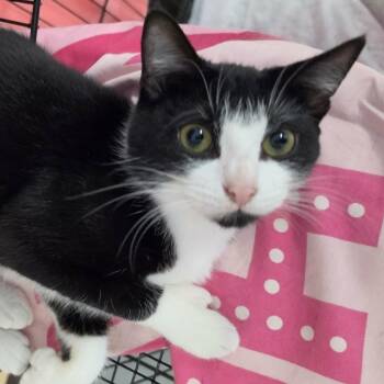 Clove, Sweet Tuxedo Girl -  Domestic Short Hair Cat for Adoption in Meriden, Connecticut - Clove, Sweet Tuxedo Girl | PetCurious