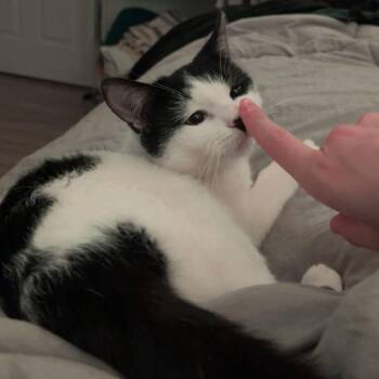 Domestic Short Hair Cats Available for Adoption in Puslinch, Ontario - Shiori | PetCurious