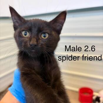 20260525-B4 Ned -  Domestic Short Hair Cat for Adoption in Chehalis, Washington - 20260525-B4 Ned | PetCurious