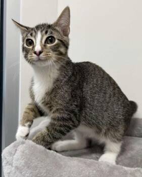 Rescue Domestic Short Hair Cats for Adoption in Annapolis, Maryland - Moe | PetCurious