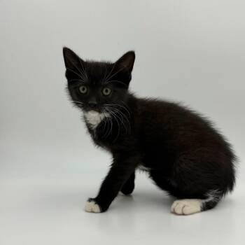 Highway Jones -  Domestic Short Hair Cat for Adoption in State College, Pennsylvania - Highway Jones | PetCurious