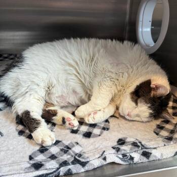 Domestic Medium Hair Cats Available for Adoption in Cedaredge, Colorado - Gizmo | PetCurious