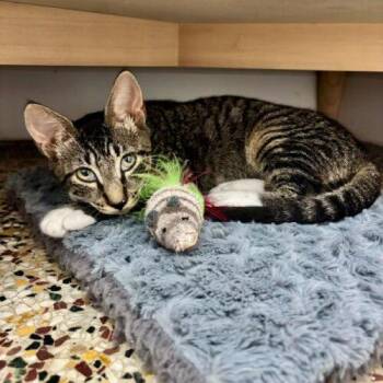 Petri -  Domestic Short Hair Cat for Adoption in Tampa, Florida - Petri | PetCurious