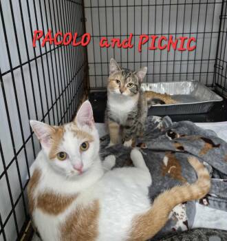 Rescue Domestic Short Hair Cats for Adoption in Rome, Georgia - Picnic | PetCurious