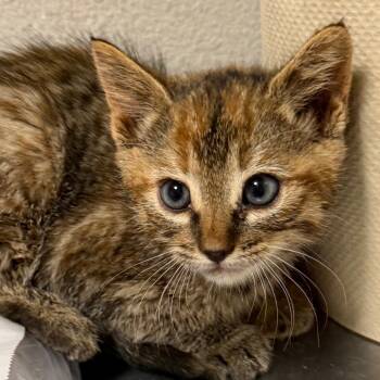 Rescue Domestic Short Hair Cats for Adoption in Yuma, Arizona - Marigold | PetCurious