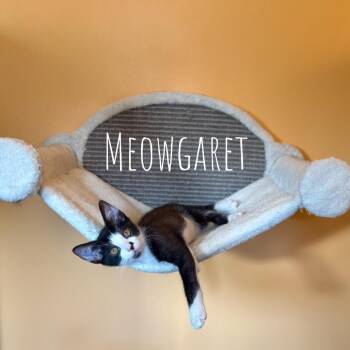 Meowgaret -  Domestic Short Hair Cat for Adoption in Washington, Pennsylvania - Meowgaret | PetCurious
