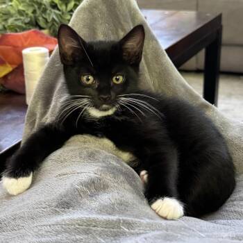 Alder -  Domestic Short Hair Cat for Adoption in Renton, Washington - Alder | PetCurious