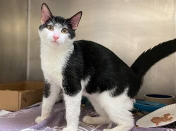 RON BURGUNDY -  Domestic Short Hair Cat Available for Adoption in Fort Wayne, Indiana - RON BURGUNDY | PetCurious