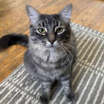 Dakota (bonded with Percy) -  Domestic Medium Hair Cat for Adoption in Pickering, Ontario - Dakota (bonded With Percy) | PetCurious