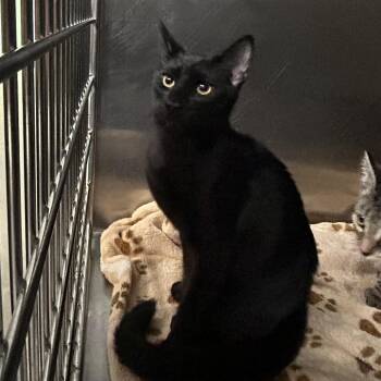 McDouble -  Domestic Short Hair Cat for Adoption in Franklin, North Carolina - McDouble | PetCurious
