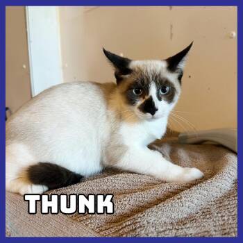 Thunk -  Siamese and Snowshoe Cat for Adoption in Glenwood, Minnesota - Thunk | PetCurious