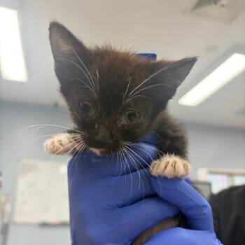 Holden -  Domestic Short Hair Cat for Adoption in Milton, Florida - Holden | PetCurious