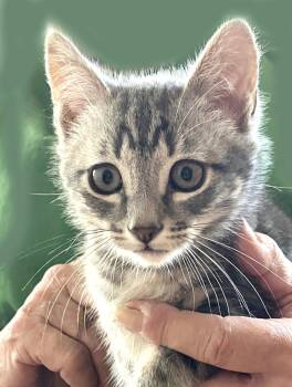 Tabby Cats Available for Adoption in Alameda, California - Bluster | PetCurious