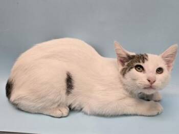 Yoyo -  Domestic Short Hair Cat for Adoption in Minneapolis, Minnesota - Yoyo | PetCurious