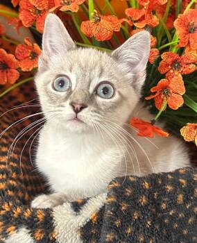 6/25/26 Mae -  Domestic Short Hair Cat for Adoption in Stillwater, Oklahoma - 6/25/26 Mae | PetCurious