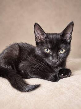 Rumi -  Domestic Short Hair Cat for Adoption in Miami, Florida - Rumi | PetCurious