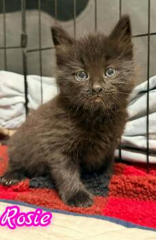 Rosie -  Domestic Long Hair Cat for Adoption in Woodmere, New York - Rosie | PetCurious
