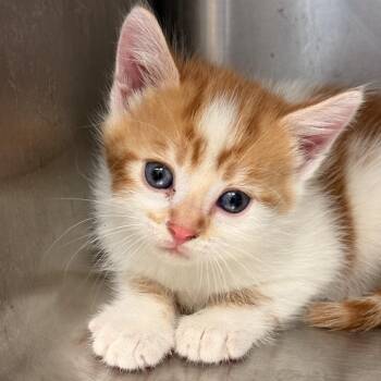 Domestic Short Hair Cats Available for Adoption in Pittsburg, Kansas - Olaf | PetCurious