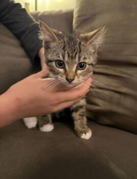 Rescue Domestic Short Hair Cats for Adoption in Minneapolis, Minnesota - Gerri | PetCurious