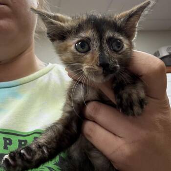 Cindy Crawford- 091502U -  Domestic Short Hair Cat for Adoption in Tupelo, Mississippi - Cindy Crawford- 091502U | PetCurious