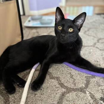 Domestic Short Hair Cats Available for Adoption in Toms River, New Jersey - Bucky | PetCurious