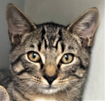 Rescue Domestic Short Hair Cats for Adoption in Cumming, Georgia - Scarf 1578-25 | PetCurious