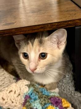 Domestic Short Hair Cats Available for Adoption in Ocala, Florida - Tanana (Petsmart) | PetCurious