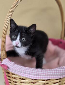 Rescue Domestic Short Hair Cats for Adoption in Park Rapids, Minnesota - Ketchup | PetCurious