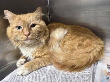 Domestic Medium Hair Cats Available for Adoption in Fairbanks, Alaska - NELSON | PetCurious